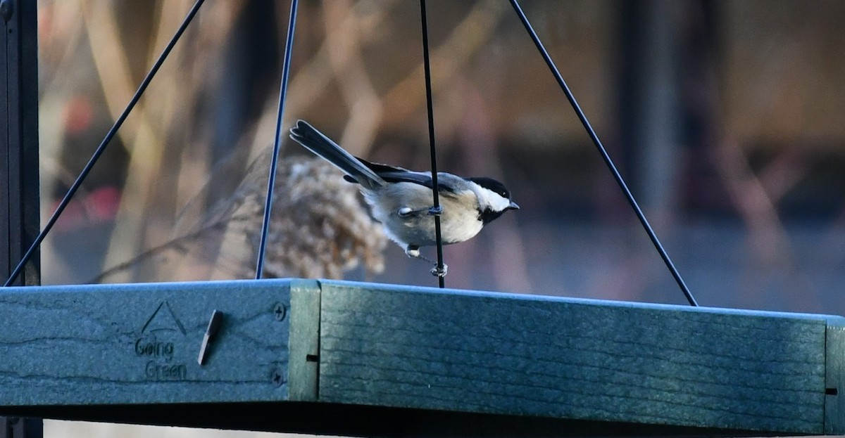 Carolina Chickadee - ML613435503