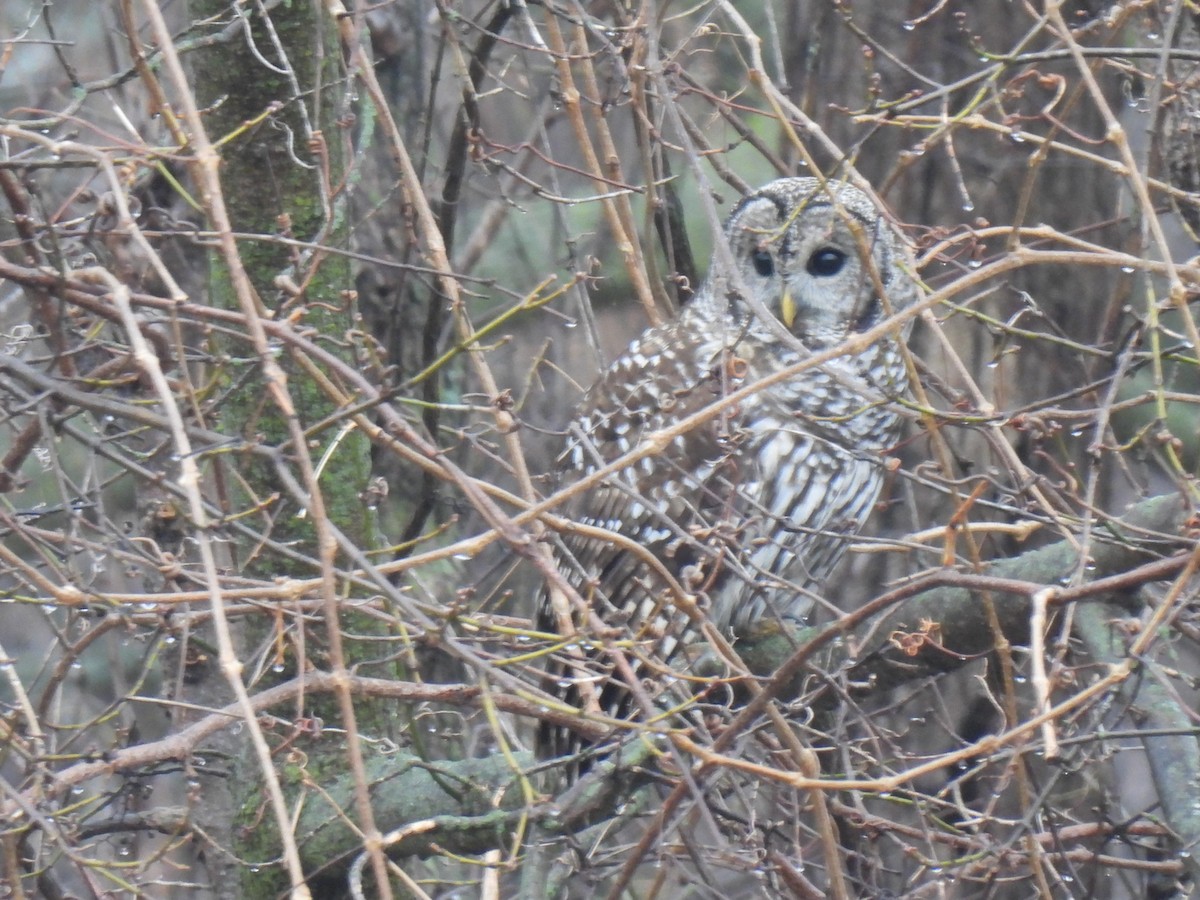 Barred Owl - ML613435576