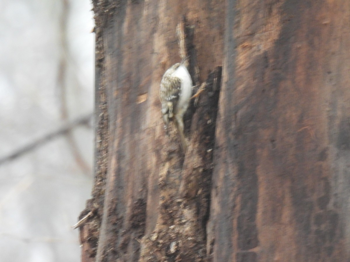 Brown Creeper - ML613435595