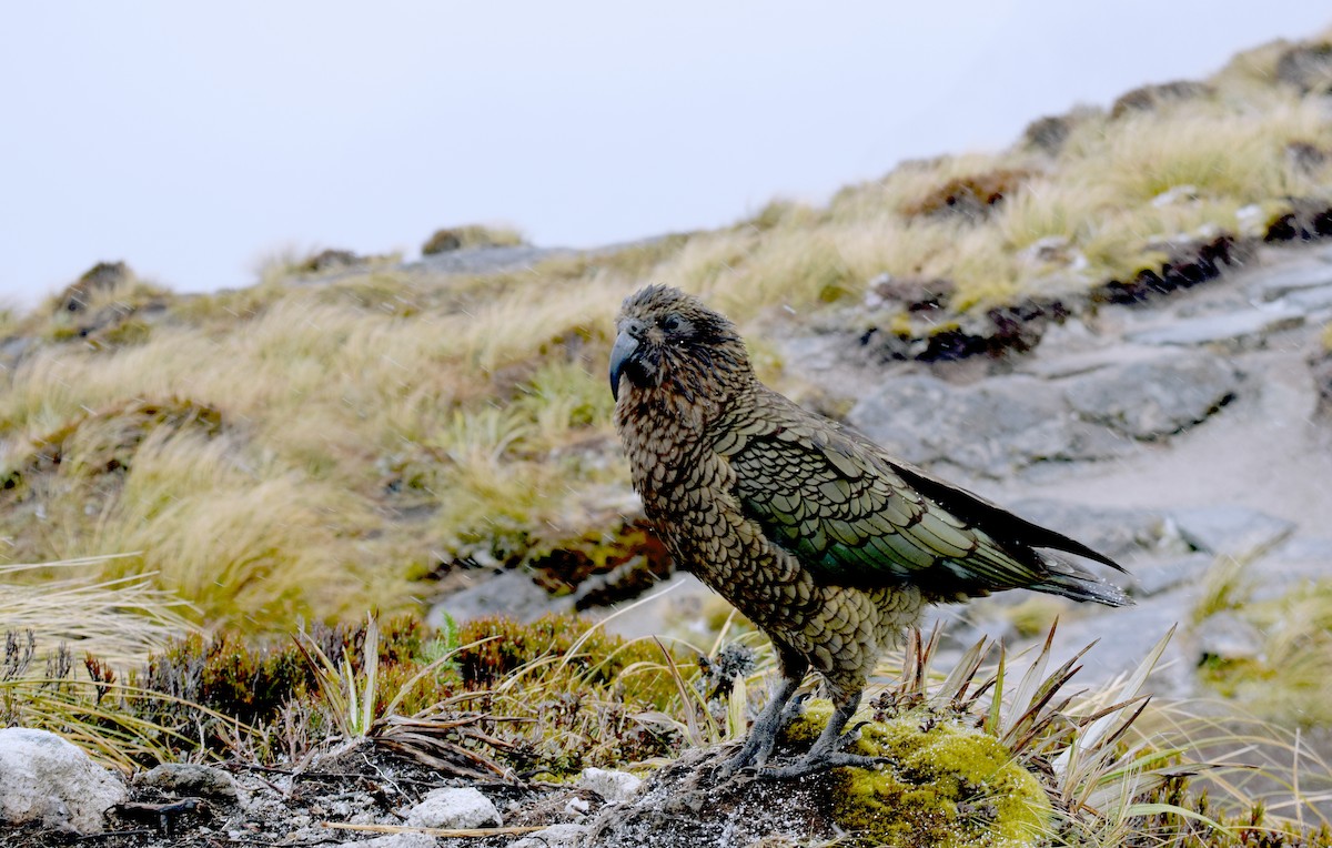 Kea - ML613435621