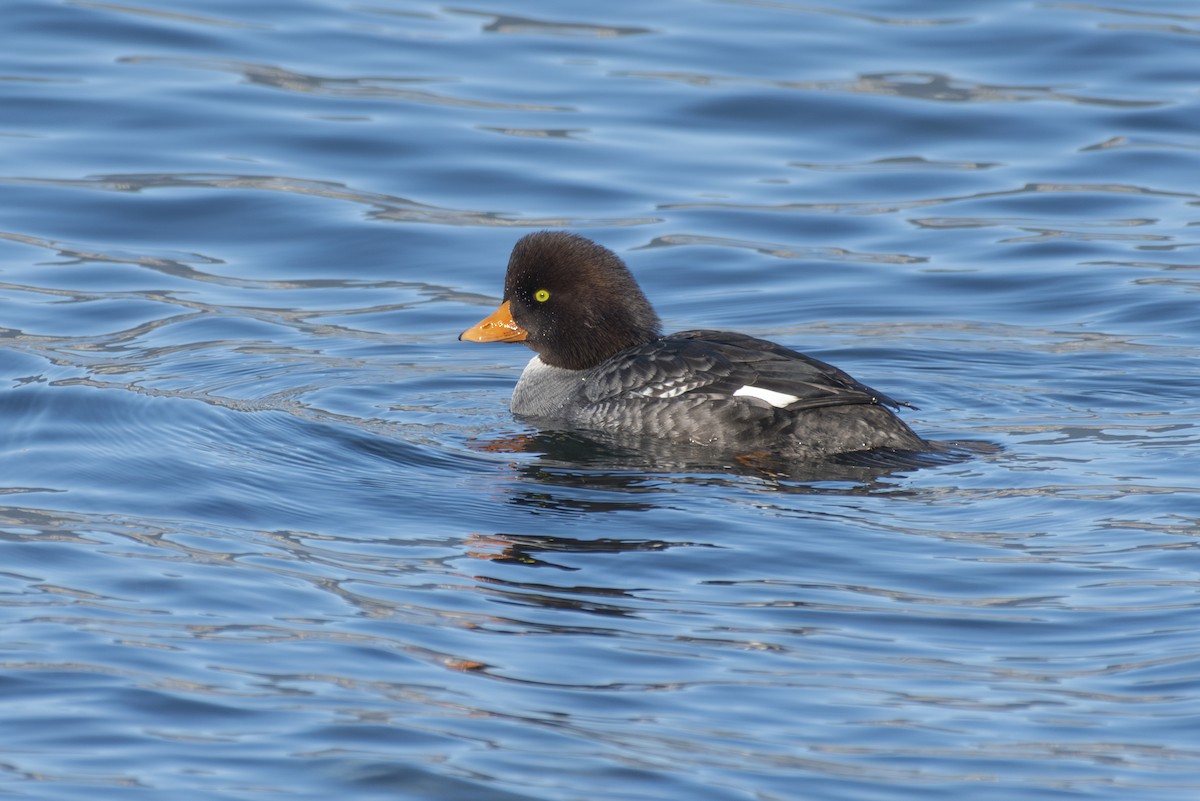 Barrow's Goldeneye - ML613435630