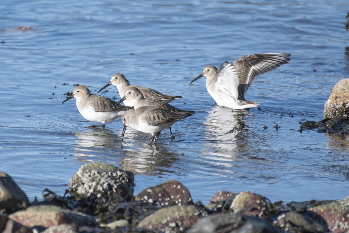 Dunlin - Ed Kingma