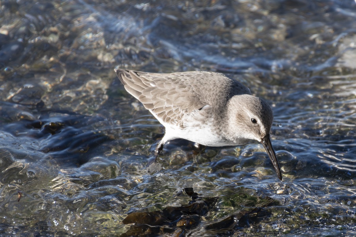 Dunlin - ML613435693