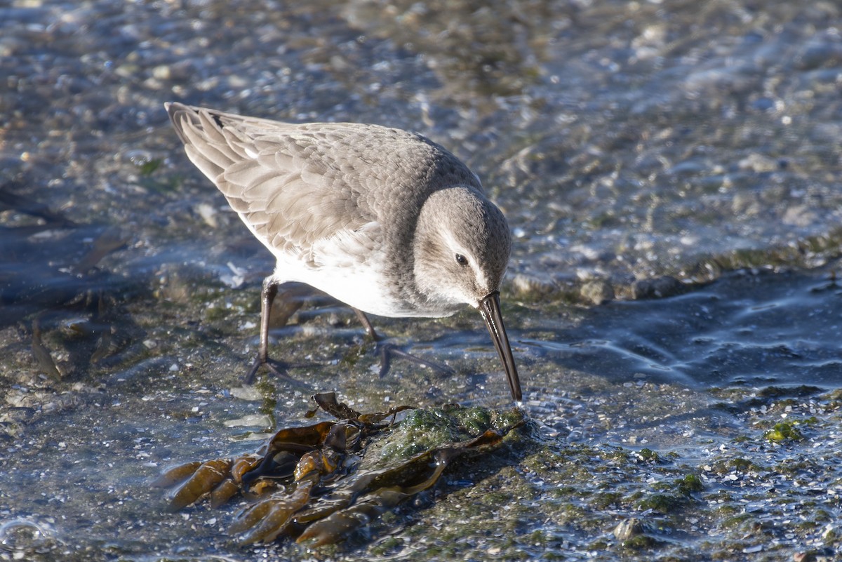 Dunlin - ML613435694