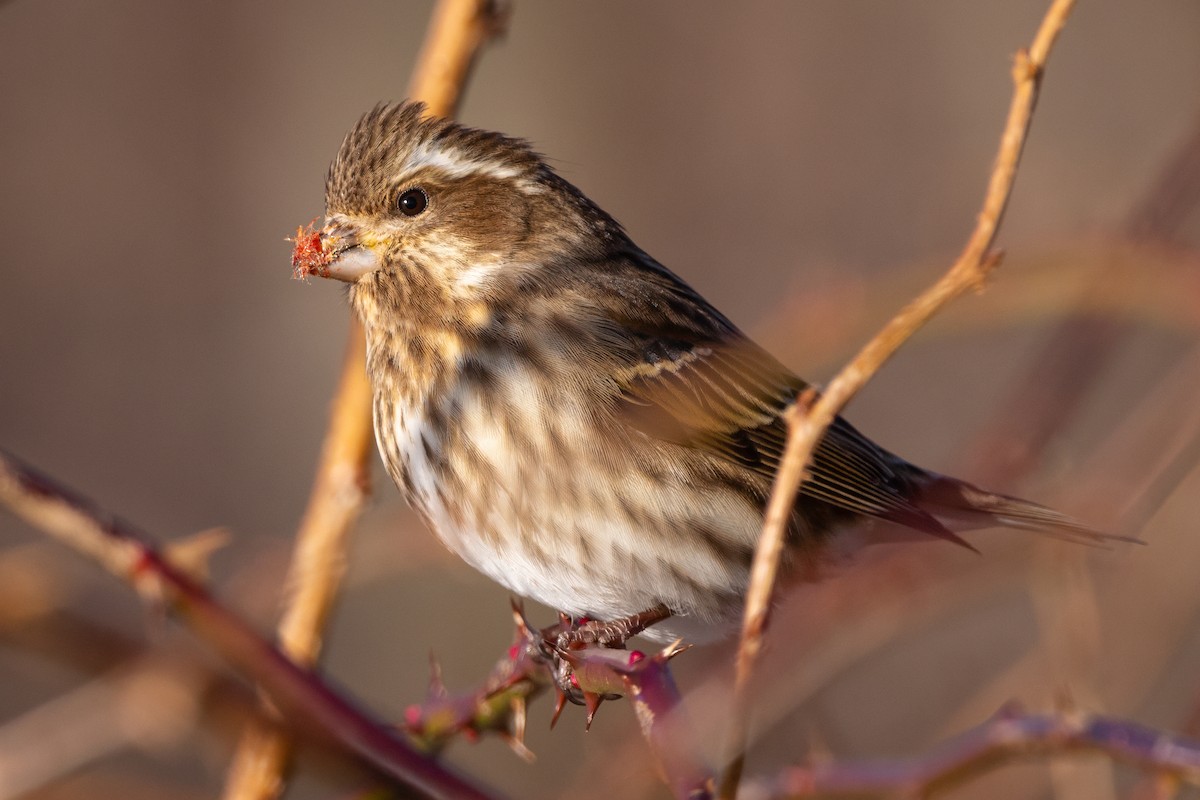 Purple Finch - ML613435695