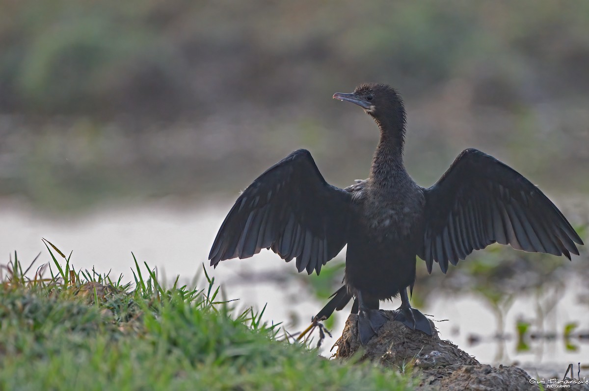 Little Cormorant - ML613435701