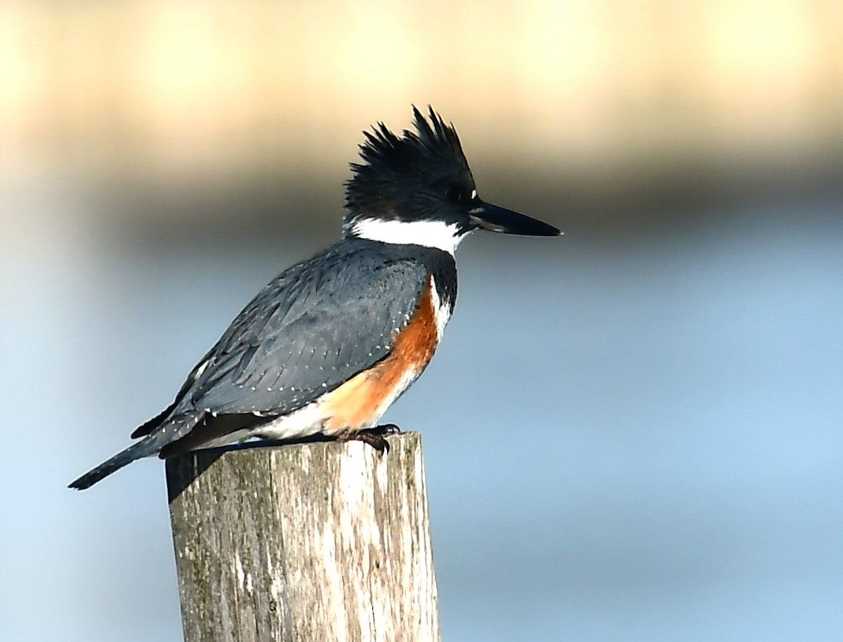 Belted Kingfisher - MJ Heatherington