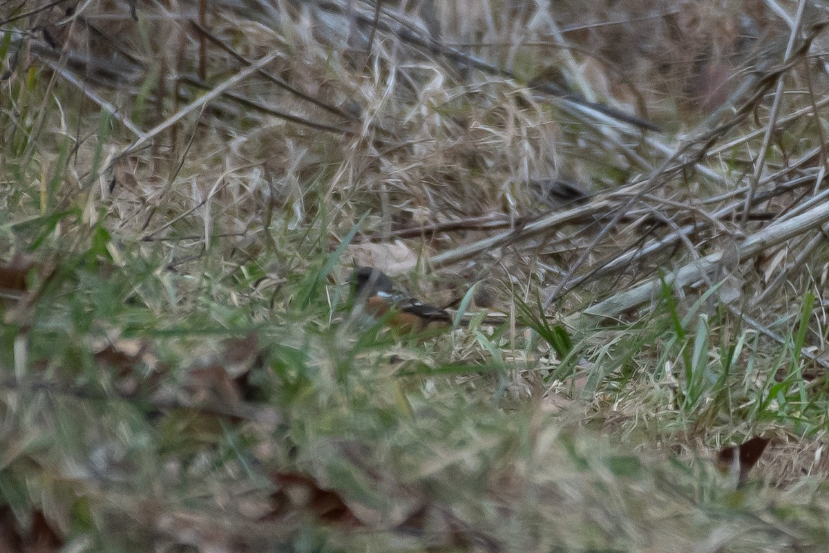 Spotted Towhee - ML613435850