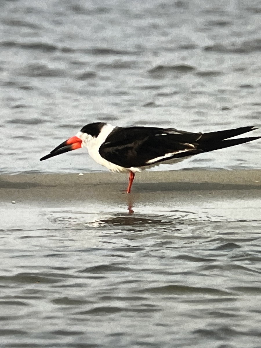 Black Skimmer - Tina Hughes