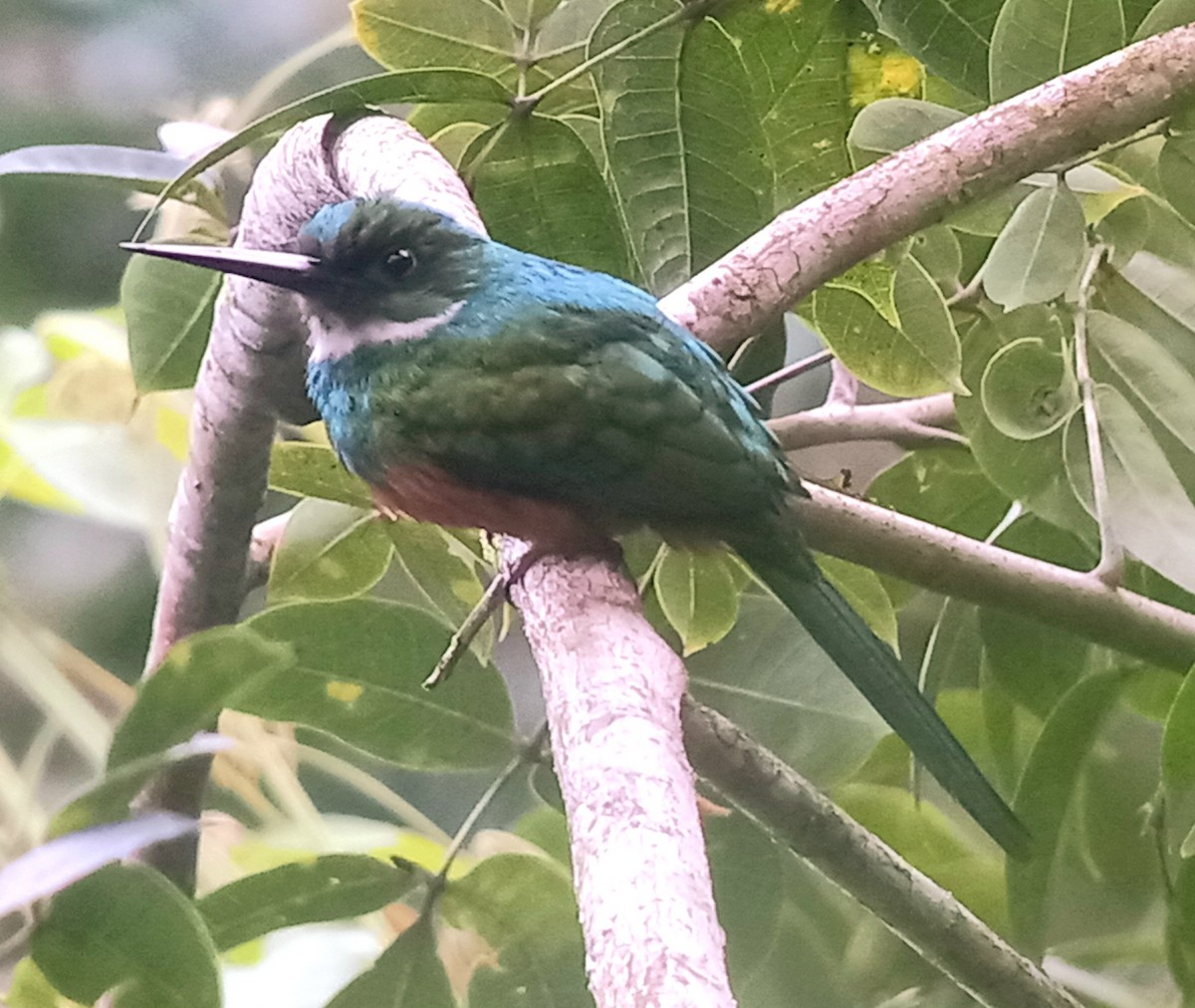 Rufous-tailed Jacamar - ML613435927