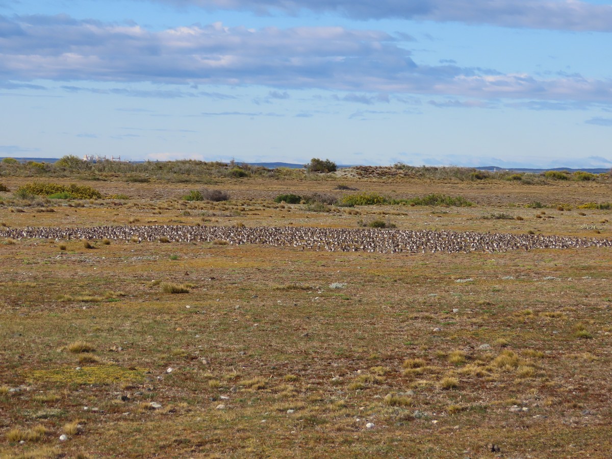 White-rumped Sandpiper - ML613435993