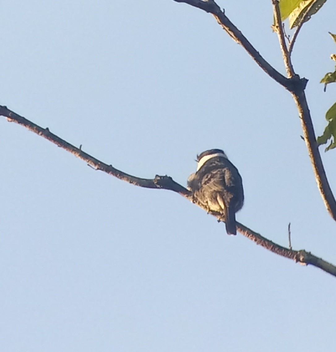 White-necked Puffbird - ML613436018