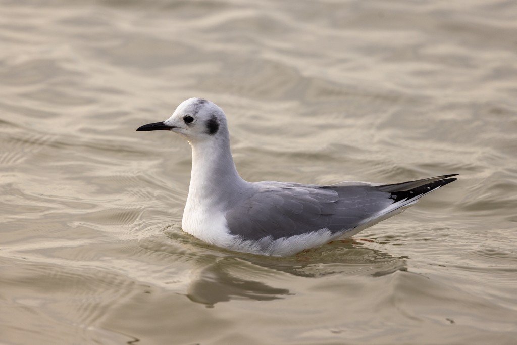 Mouette de Bonaparte - ML613436079