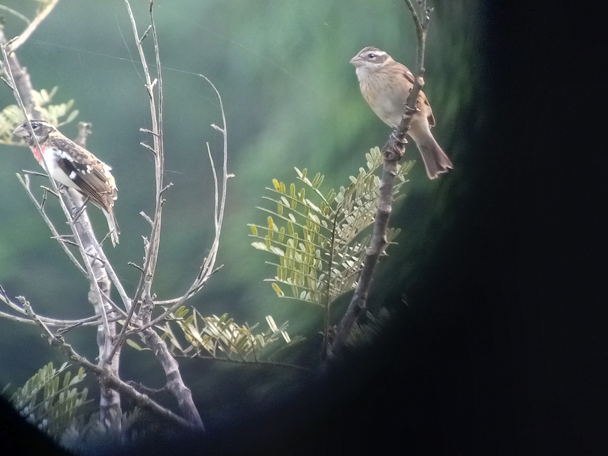 Rose-breasted Grosbeak - ML613436198