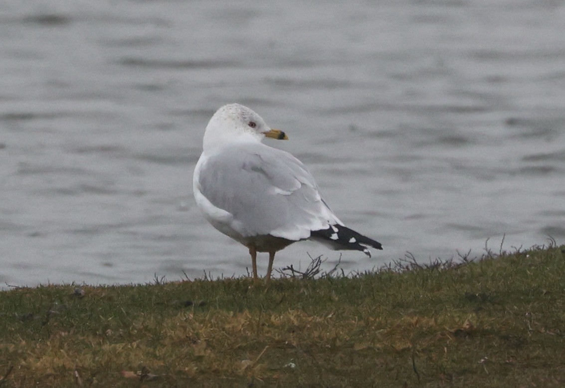 Ring-billed Gull - ML613436283