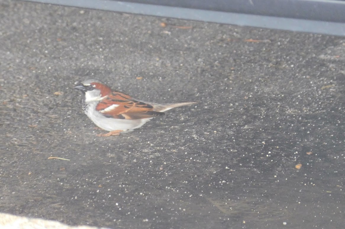 Оронгийн бор шувуу - ML613436314