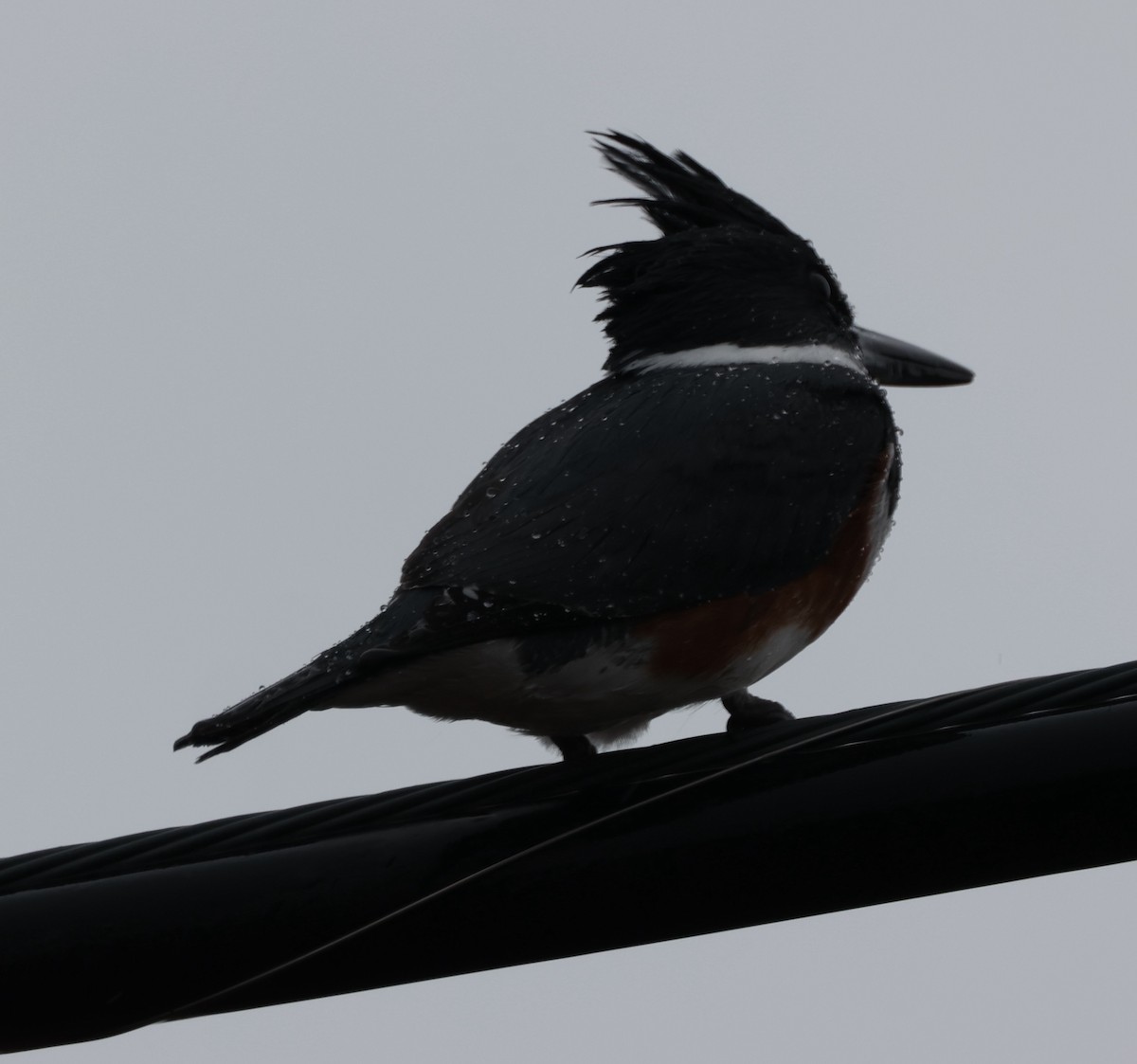 Belted Kingfisher - ML613436316