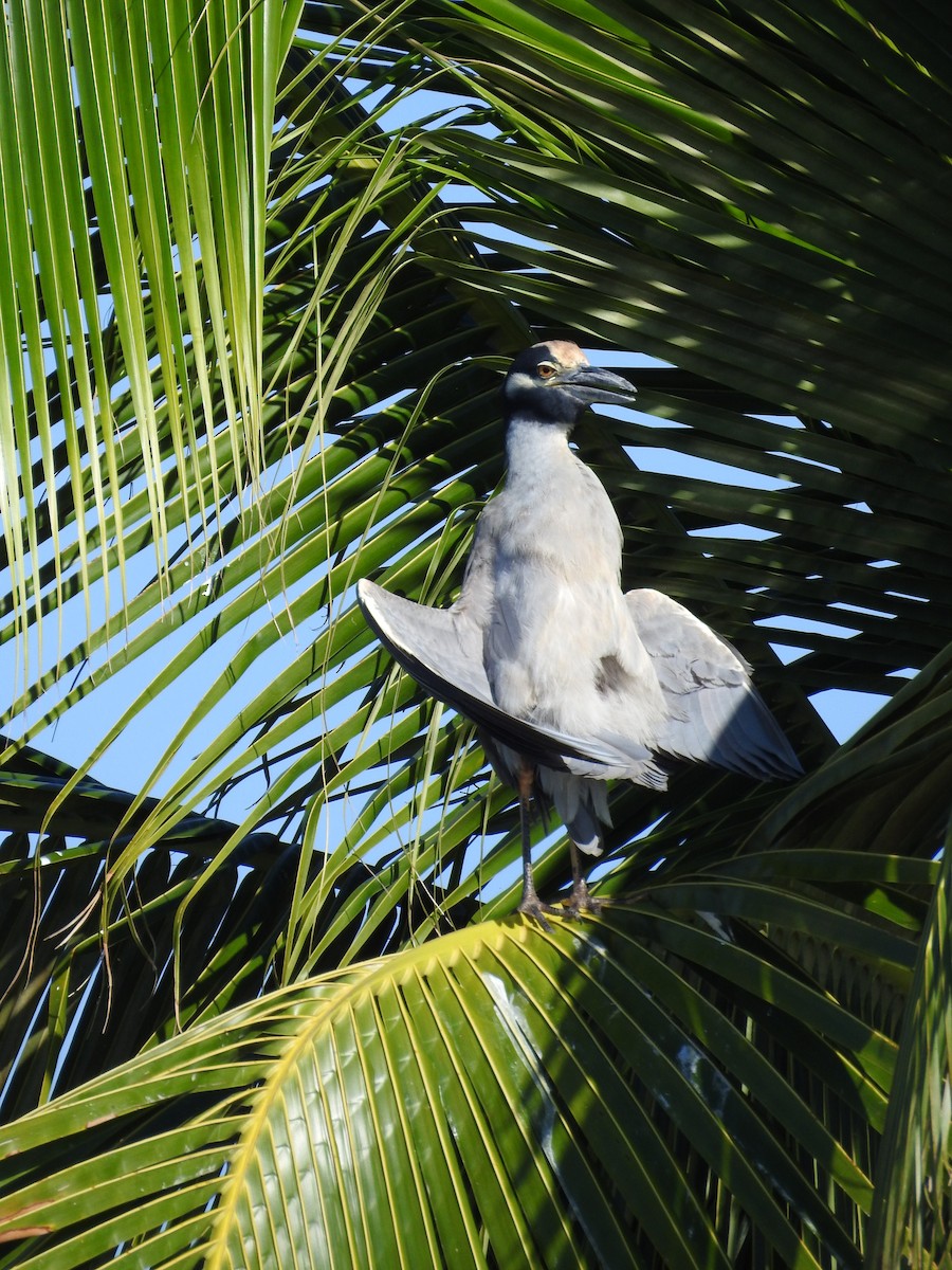 Yellow-crowned Night Heron - ML613436327