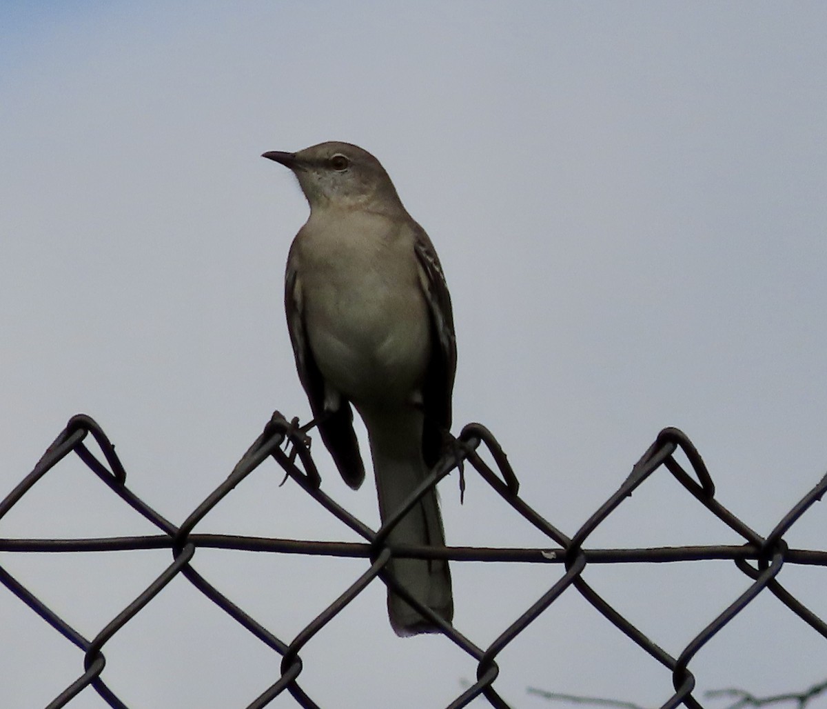 Northern Mockingbird - ML613436336