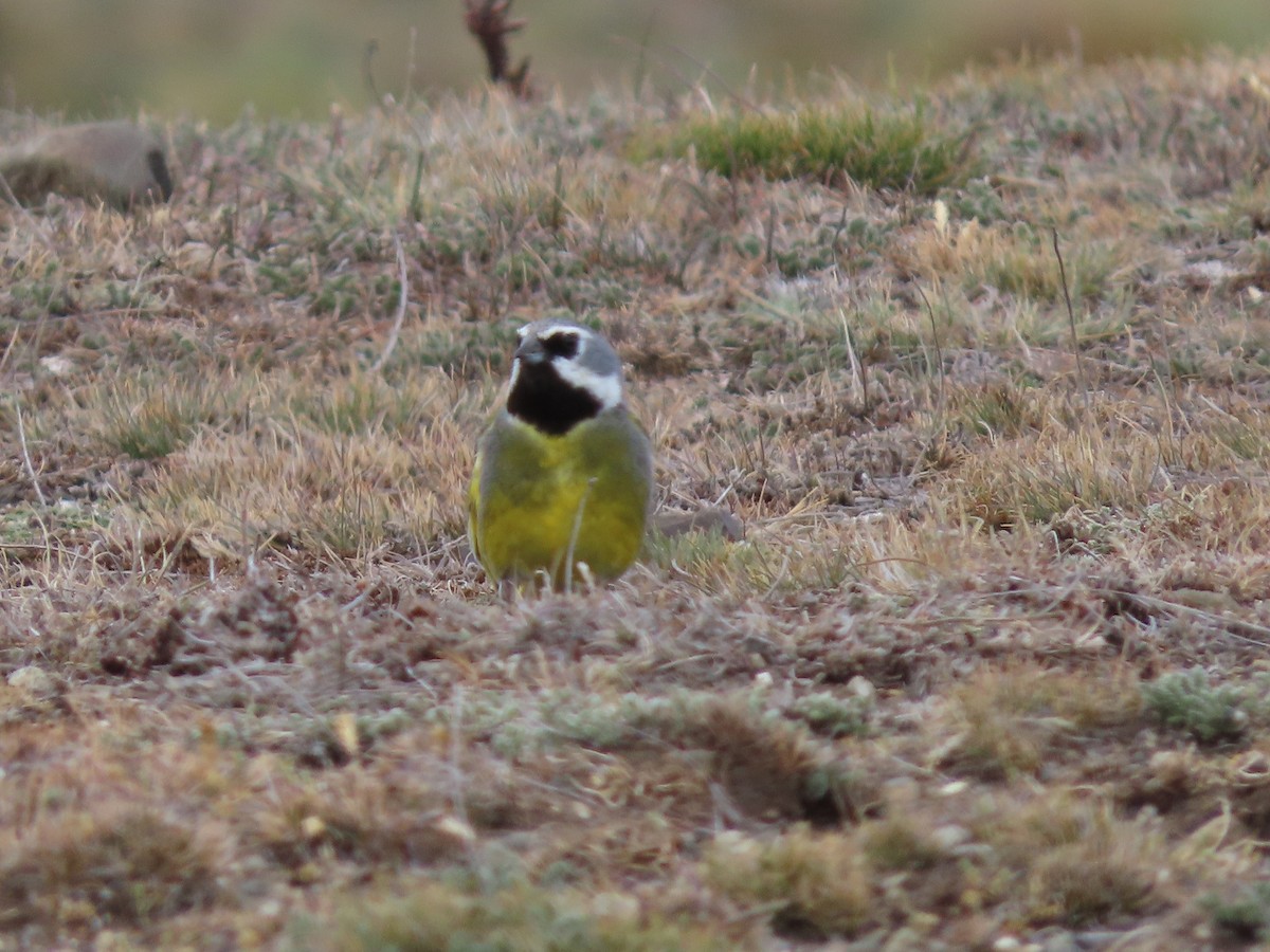 White-bridled Finch - Nelson Contardo