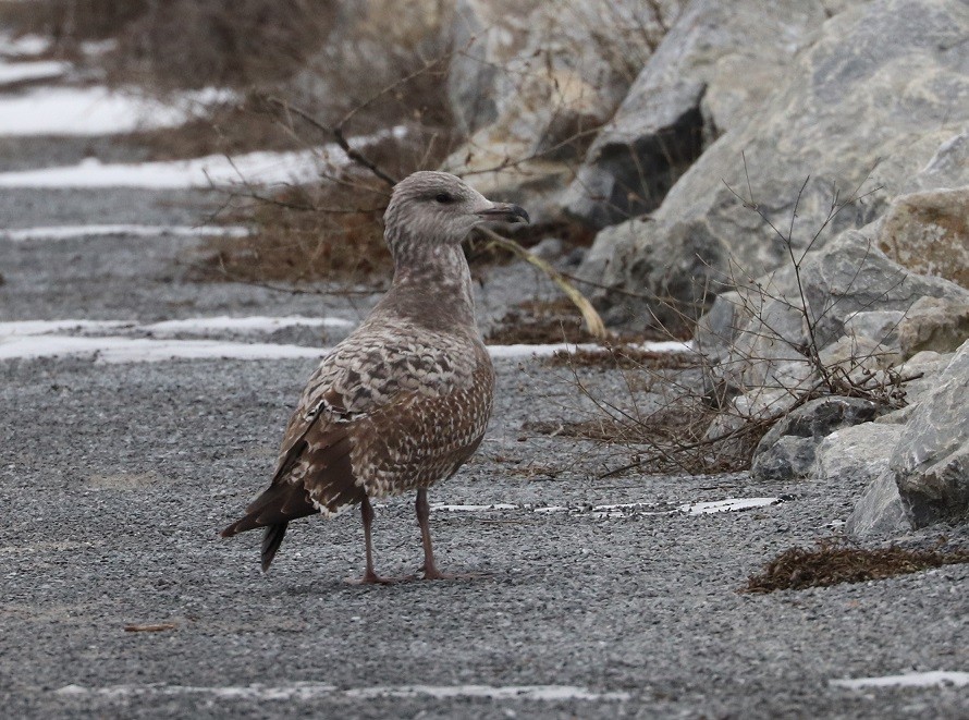 Herring Gull - ML613436663