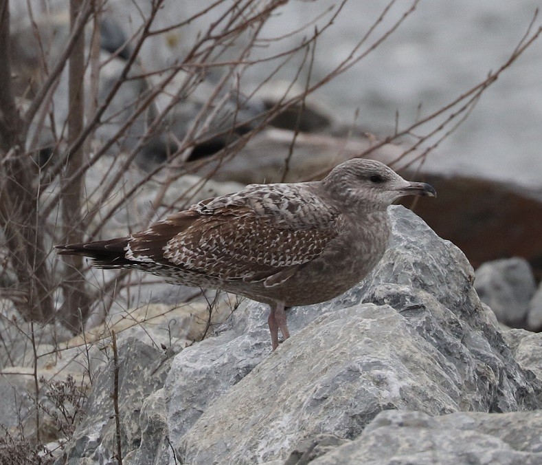 Herring Gull - ML613436666