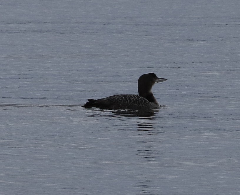 Plongeon huard - ML613436674