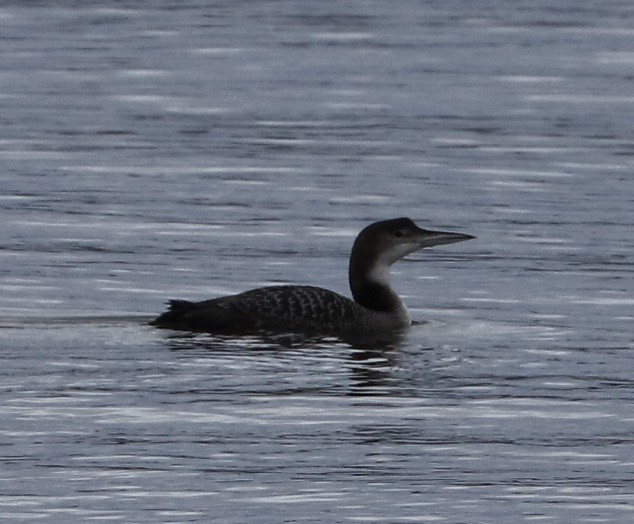 Common Loon - ML613436675