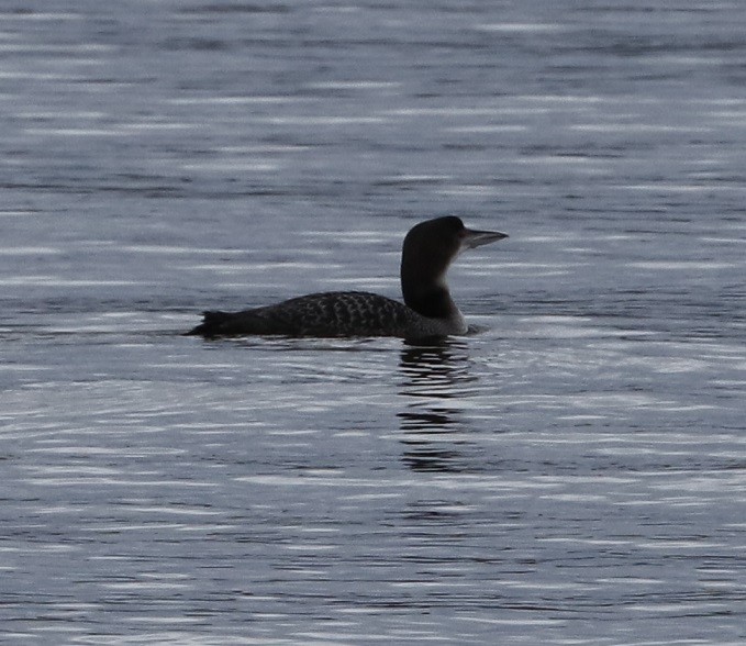 Plongeon huard - ML613436676