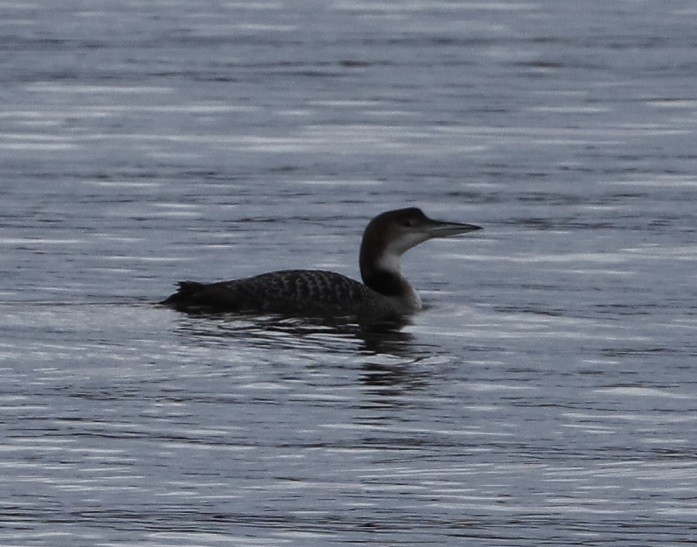 Common Loon - ML613436677