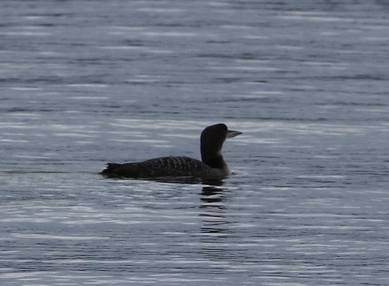 Common Loon - ML613436678