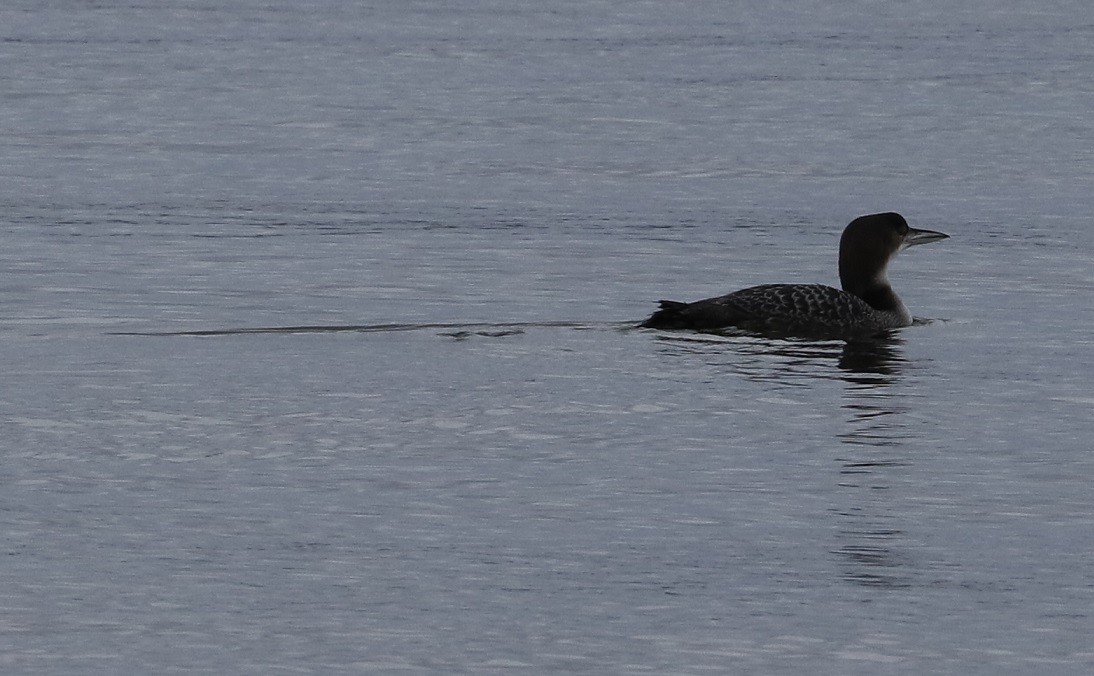 Common Loon - ML613436680