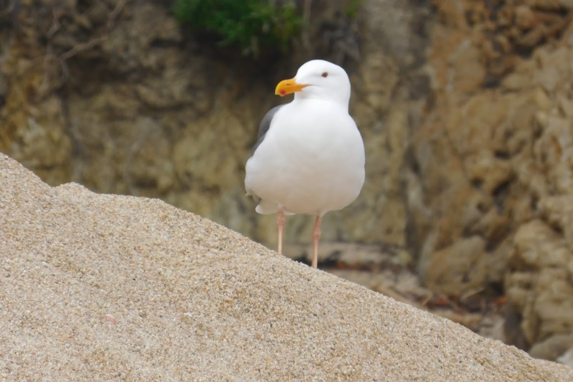 Western Gull - ML613436795