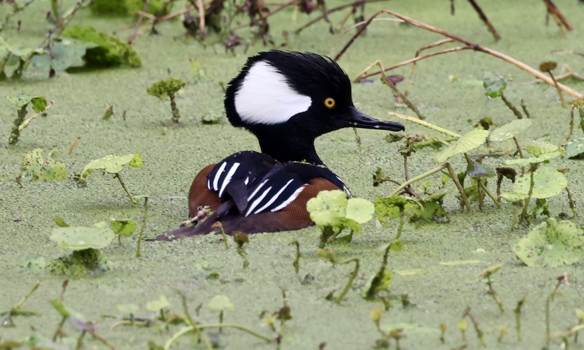 Hooded Merganser - ML613437104