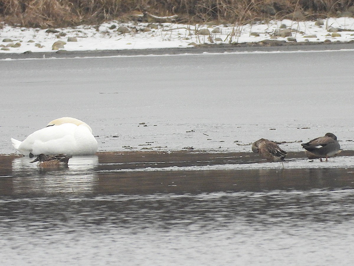 Northern Shoveler - Don Henise