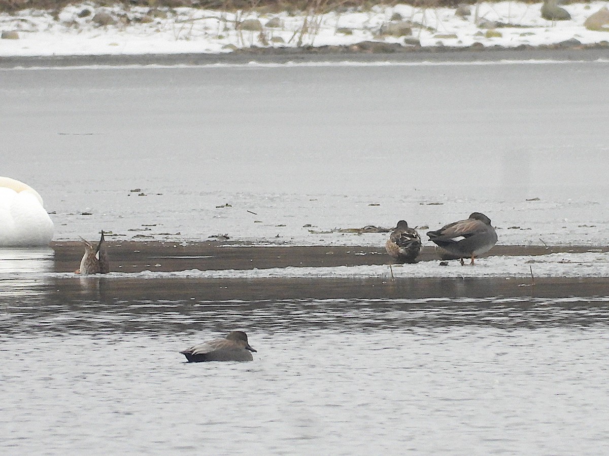 Gadwall - Don Henise