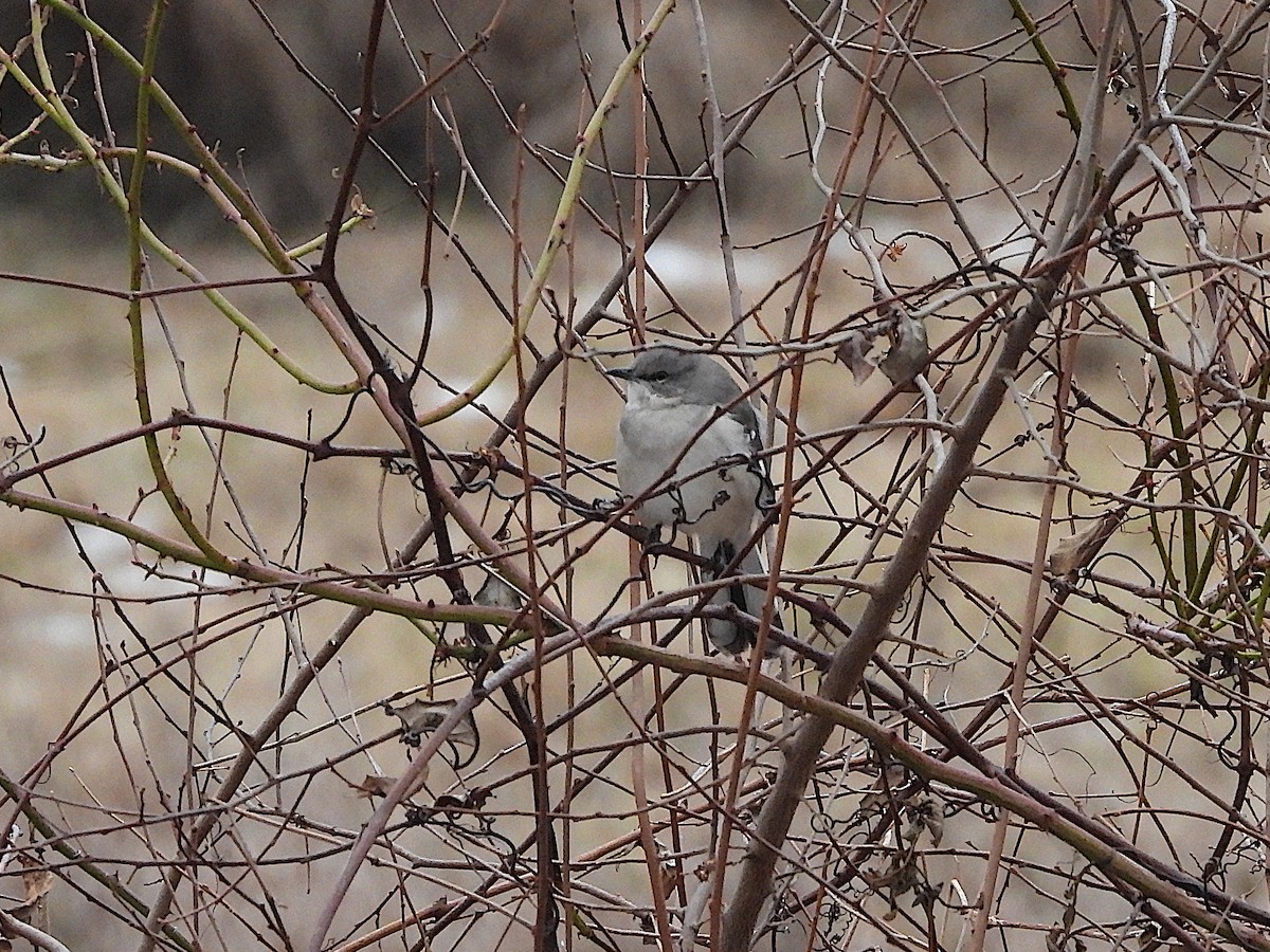 Northern Mockingbird - ML613437149