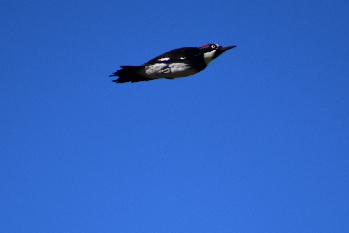 Acorn Woodpecker - ML613437151