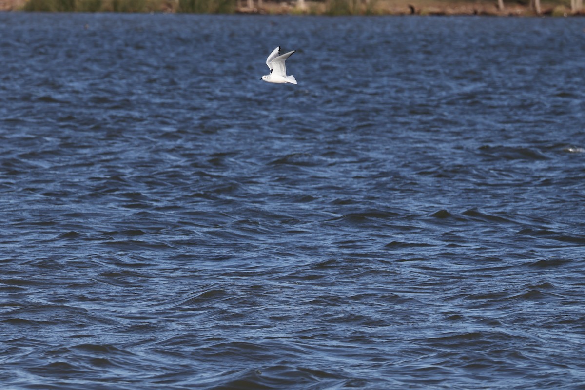 Bonaparte's Gull - ML613437215