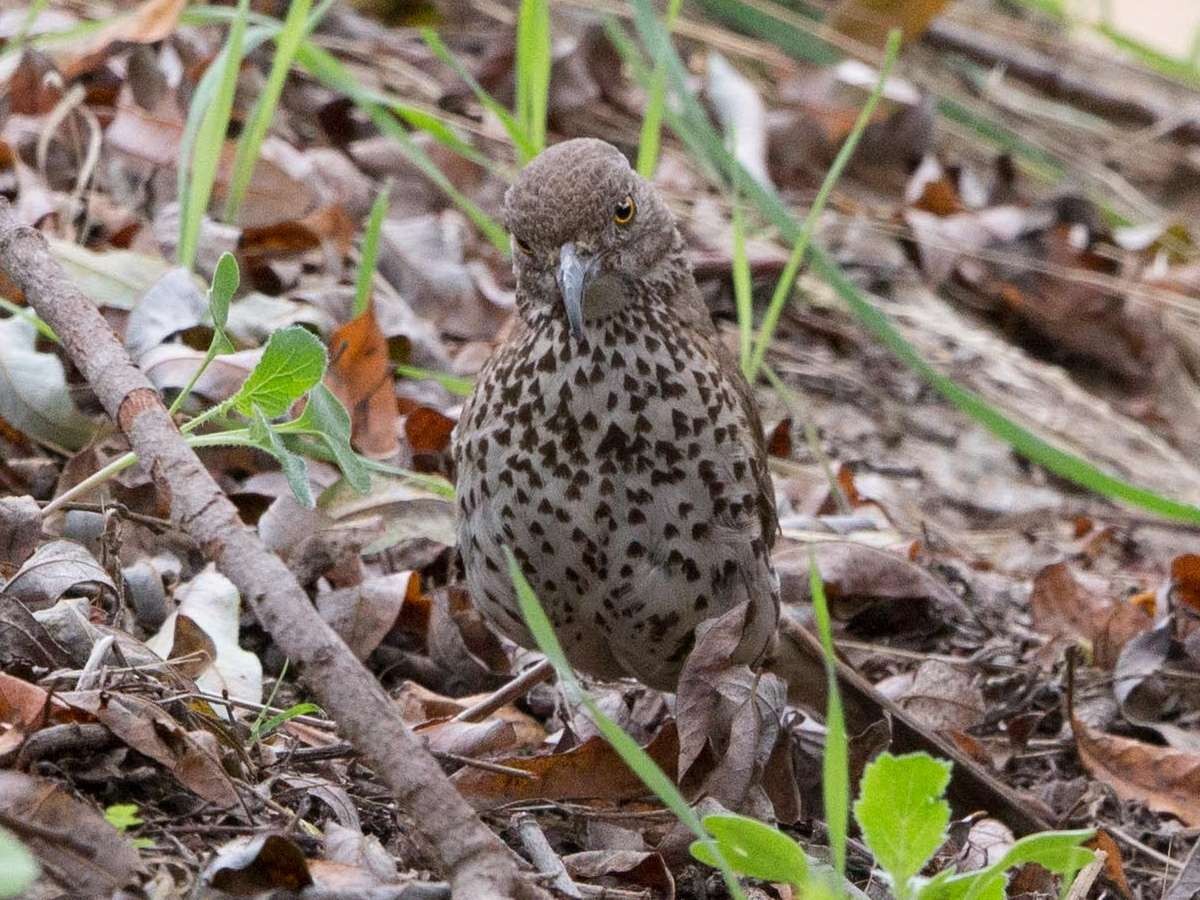 Gray Thrasher - Gary Nunn