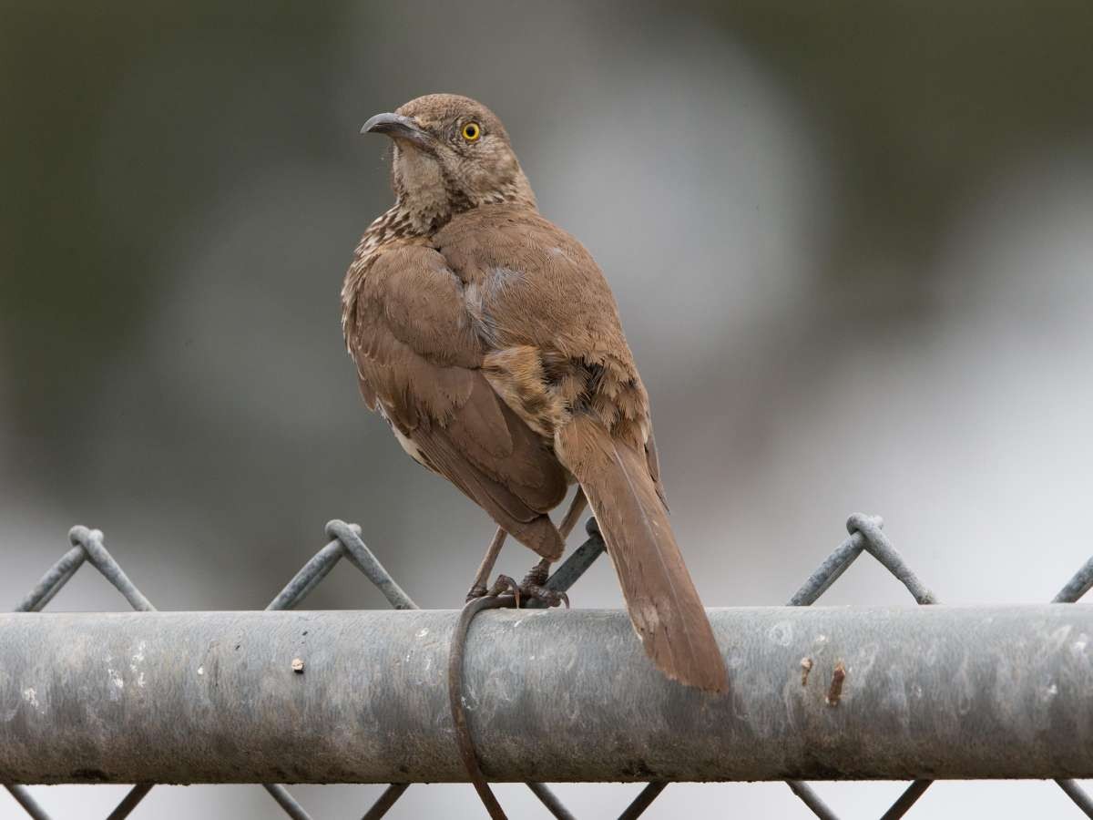 Gray Thrasher - Gary Nunn