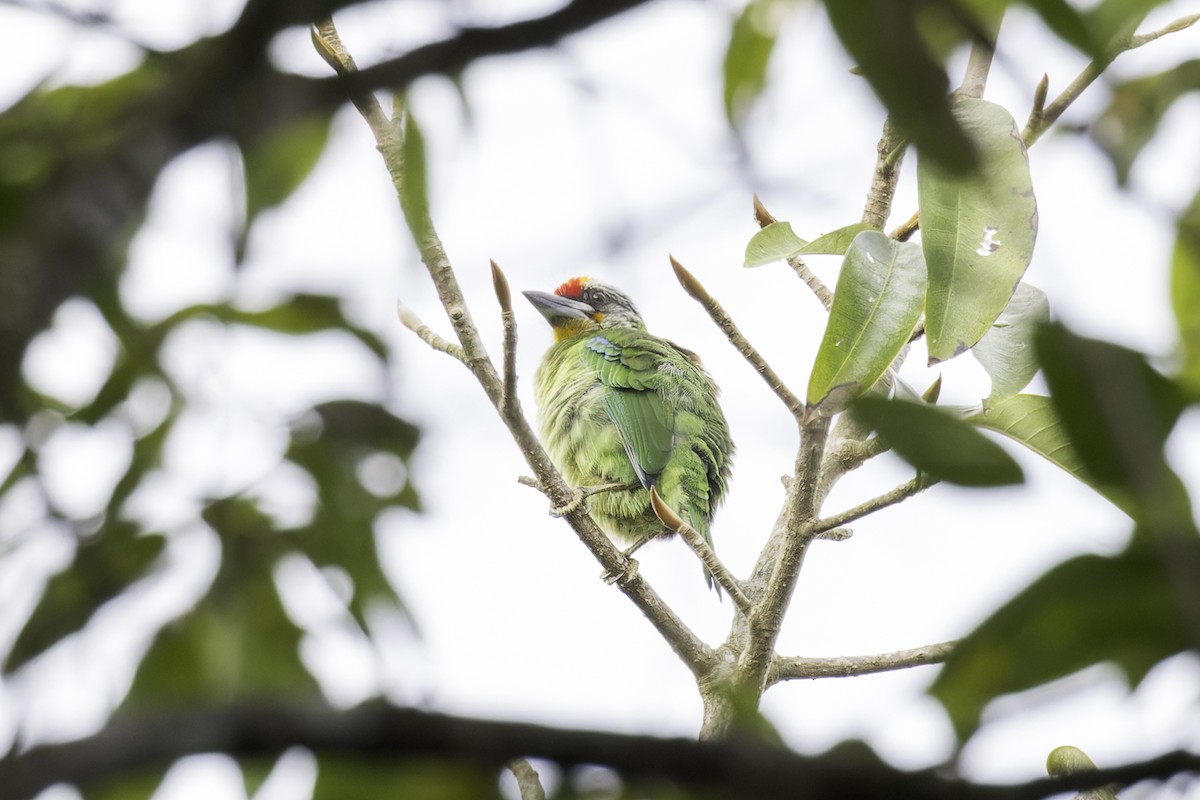 Golden-throated Barbet - ML613437314