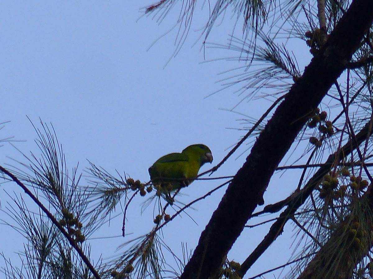 Guaiabero - ML613437392