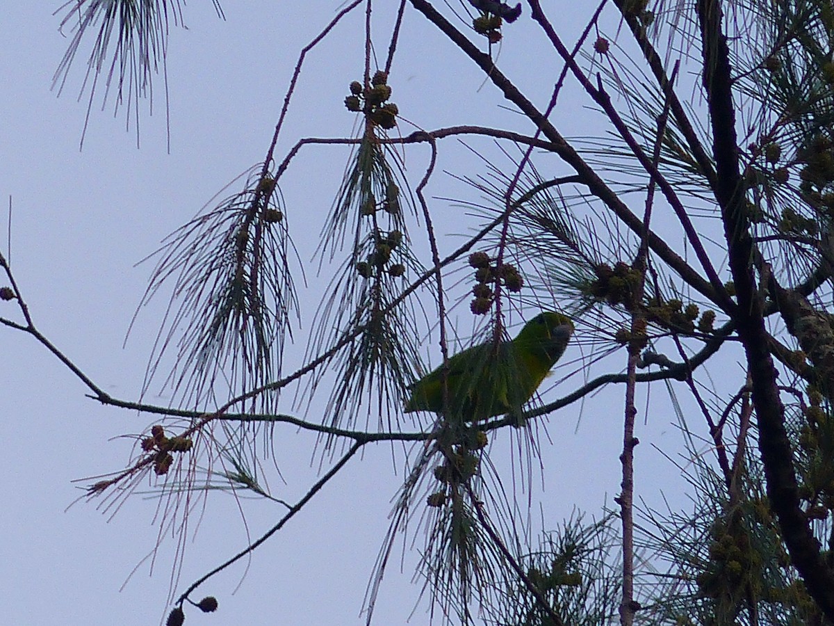 Guaiabero - ML613437393