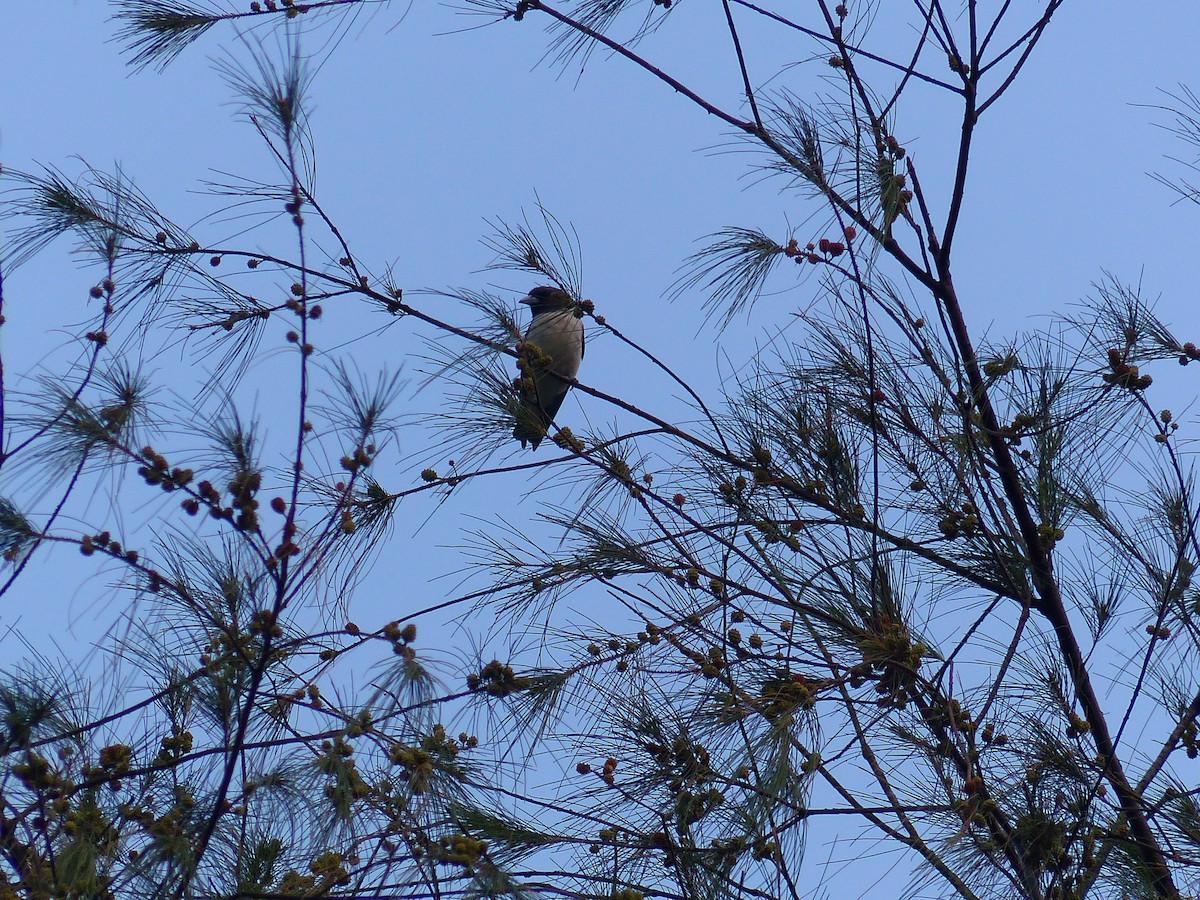 White-breasted Woodswallow - ML613437413