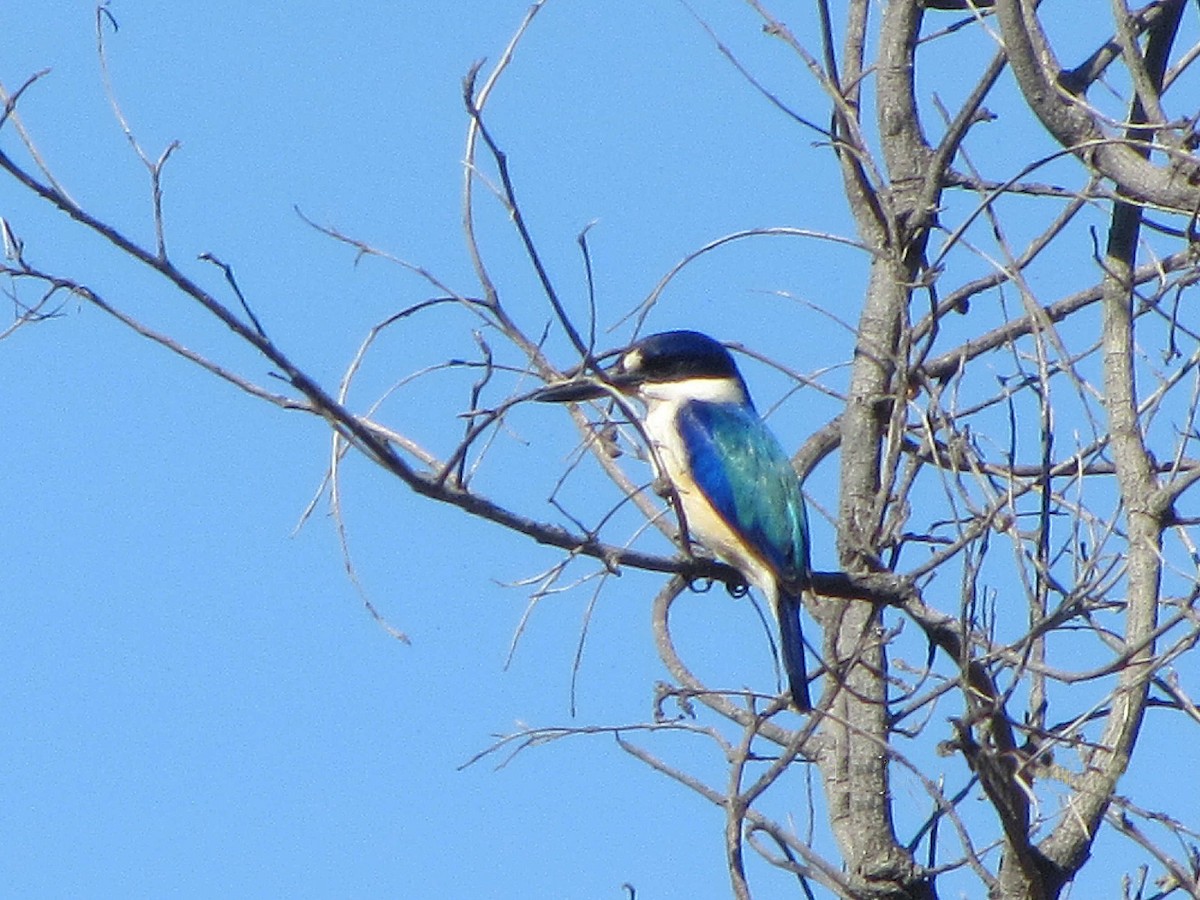 Forest Kingfisher - ML613437474