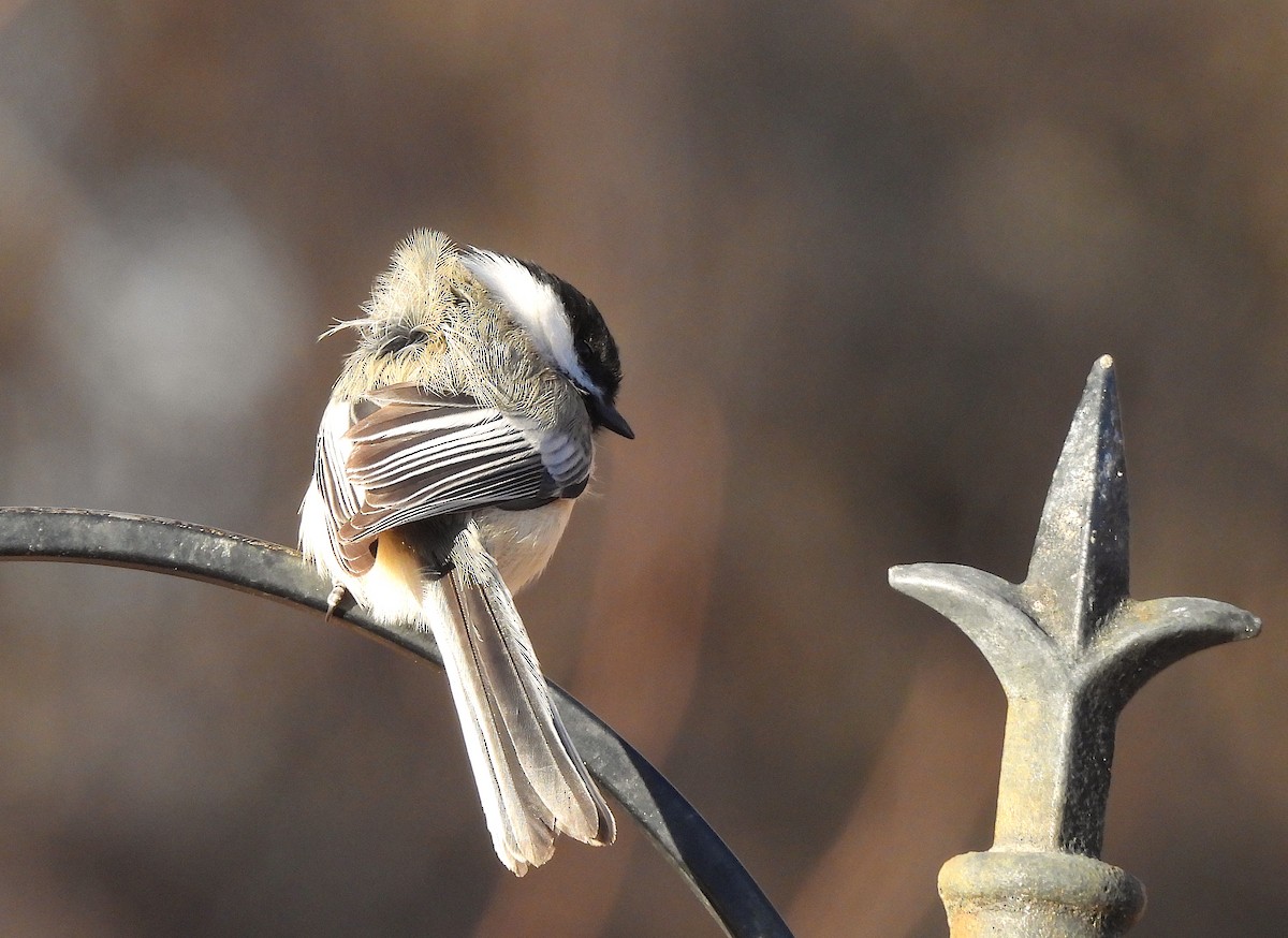 Black-capped Chickadee - ML613437512