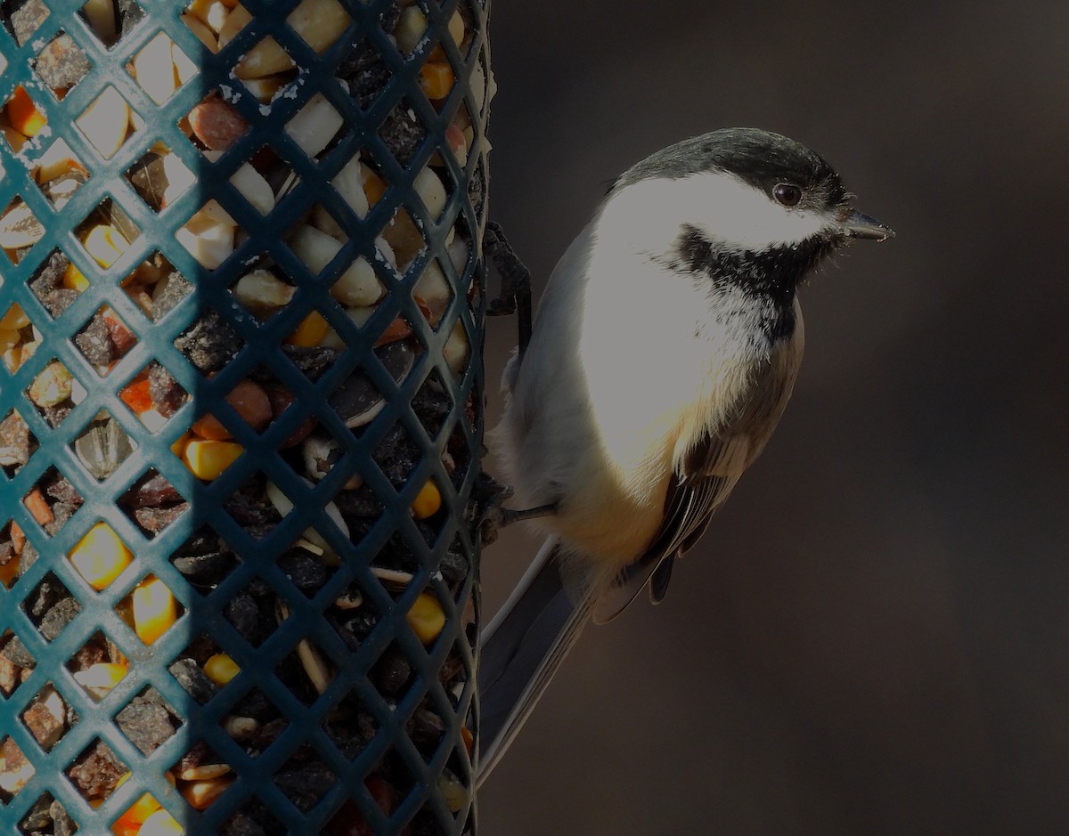 Black-capped Chickadee - ML613437516