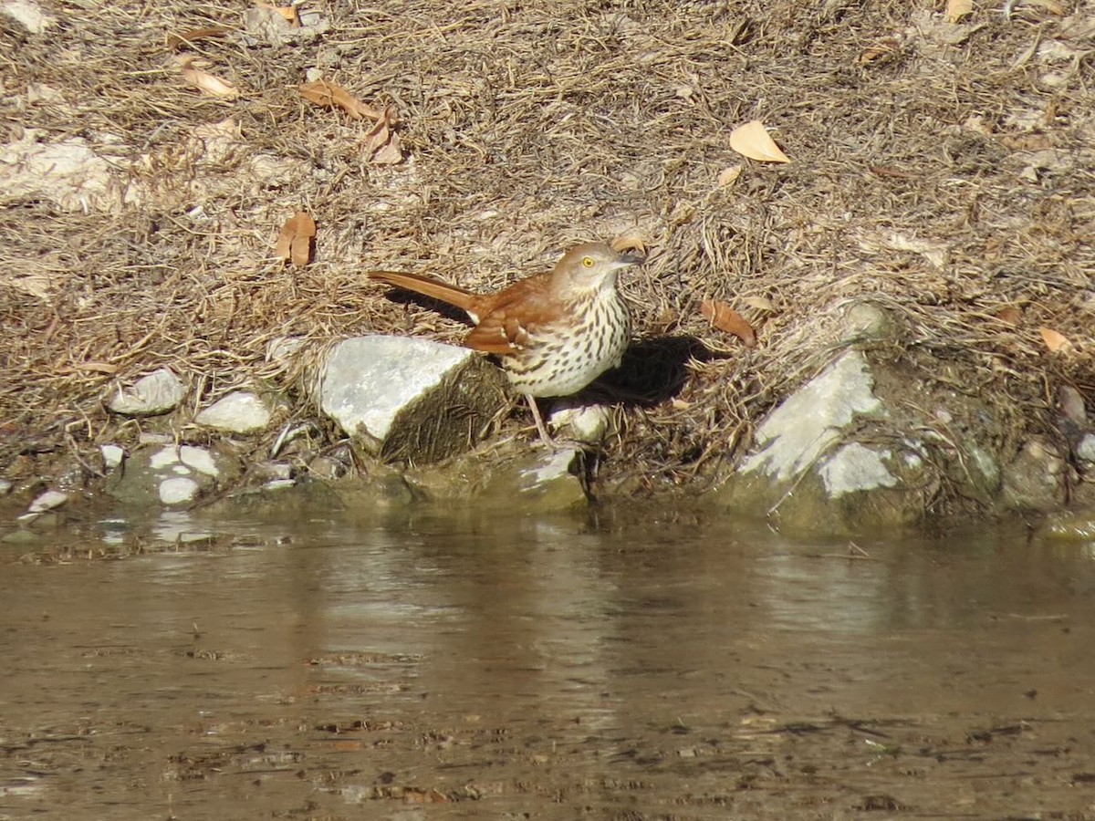 Brown Thrasher - Sonja Mendoza