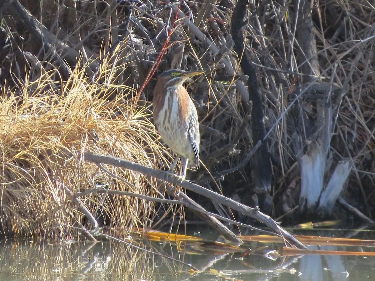 Green Heron - Sonja Mendoza